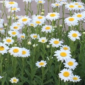 Meet your Posher, Connie